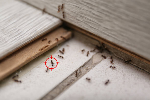Best Wildlife Control Services  in West Sharyland, TX